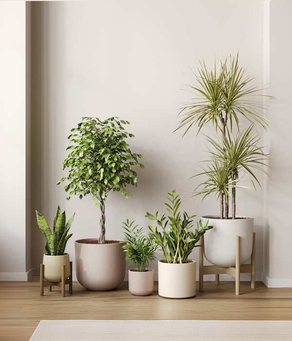 Collections