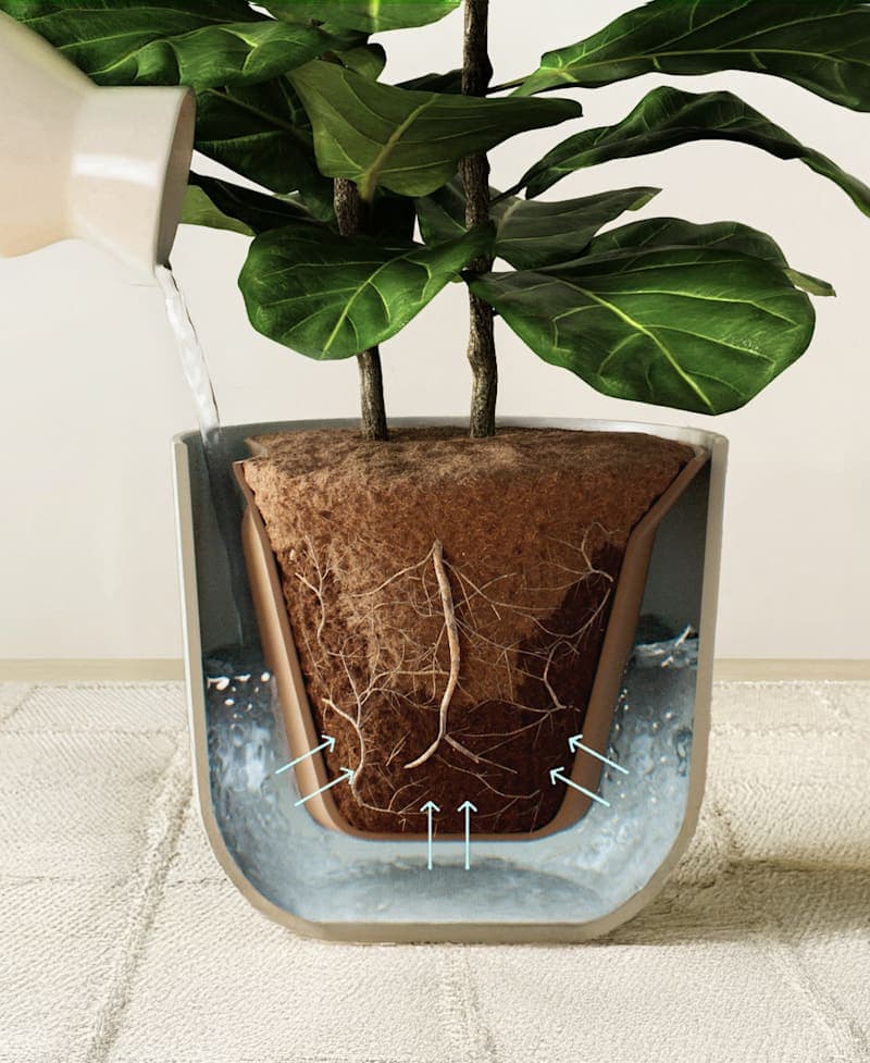 Plant receives precise watering